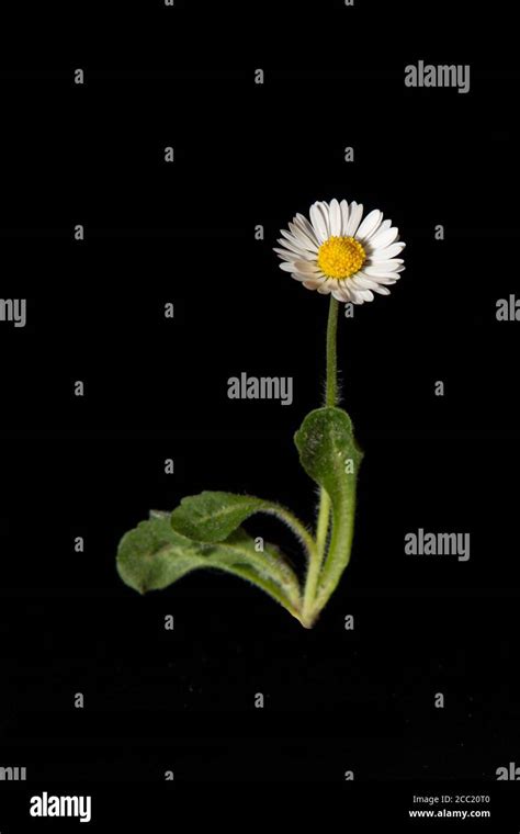 Common daisy leaves hi-res stock photography and images - Alamy