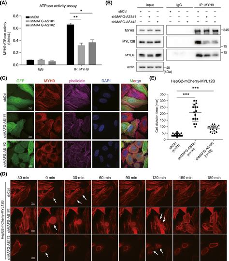 HBxupregulated MAFGAS1 Promotes Cell Proliferation And Migration Of