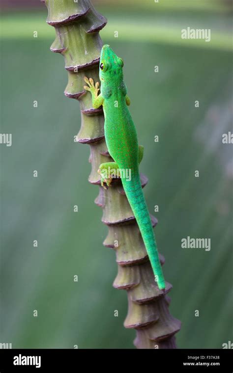 Green Day Gecko Phelsuma La Digue Island Seychelles Stock Photo Alamy