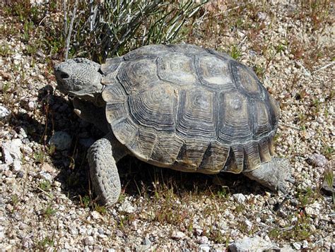 Herping California's Mojave Desert for the Desert Tortoise - Reptiles ...