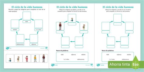 Ficha De Actividad Por Niveles El Ciclo De La Vida Humana