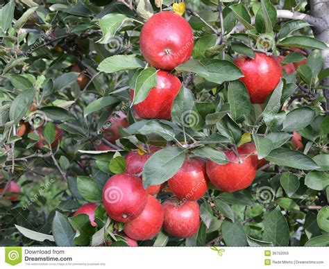 Apple Variety Idared Stock Image Image Of Stem Idared 36752059