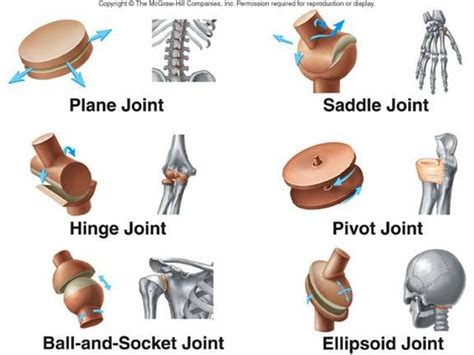 Diagram Types Of Synovial Joints