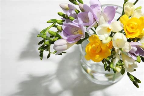 Freesia Flowers: A Symphony of Colors, Meanings, and Emotions - Petal Republic