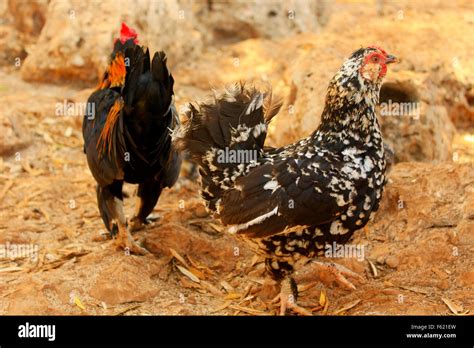 Hen and rooster Stock Photo - Alamy