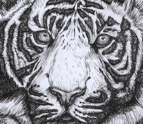 Tiger Pen Drawing At Getdrawings Free Download