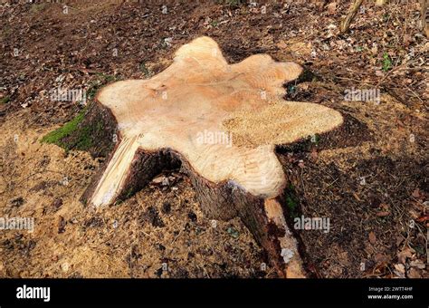 Felled Tree Trunk Shape In Woodland Setting Stock Photo Alamy