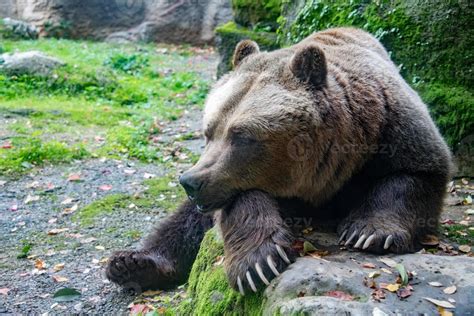 bear brown grizzly in the forest background 12185487 Stock Photo at Vecteezy