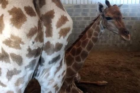 Girafas trazidas da África do Sul pelo BioParque do Rio custaram mais