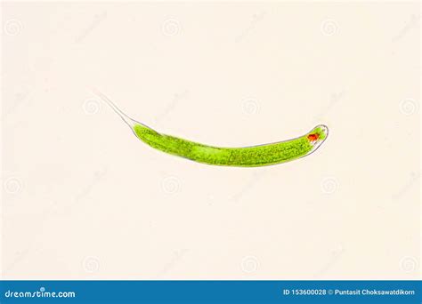 Euglena Is Genus Of Single Celled Flagellate Eukaryotes Stock Photo