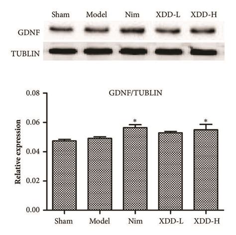 Effects Of XDD On The Expression Levels Of BDNF A And GDNF B In Rat