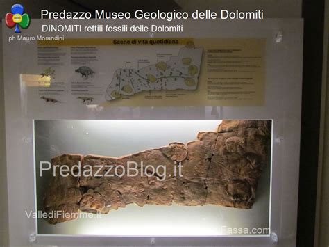 Predazzo Museo Geologico Delle Dolomiti Dinomiti Rettili Fossili