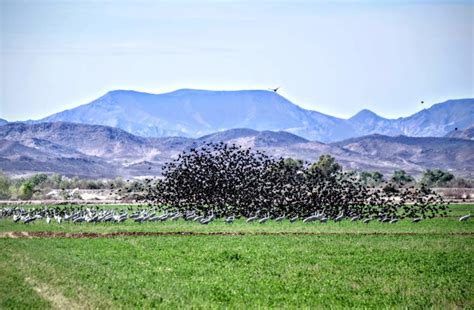 Cibola National Wildlife Refuge in Cibola, AZ – The Adventures of Trail ...