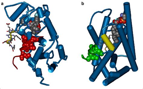 3 Corepressor and coactivator binding modes of LBDs. A. The LBD of a NR ...