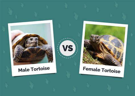 Male Vs Female Tortoise Key Differences With Pictures Hepper