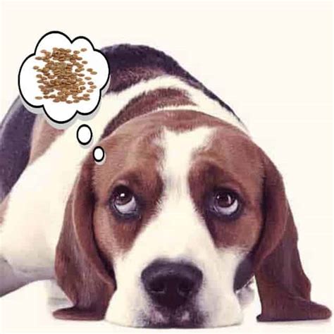 Beagle Food Information: Diet And Chart – The Best of Breeds