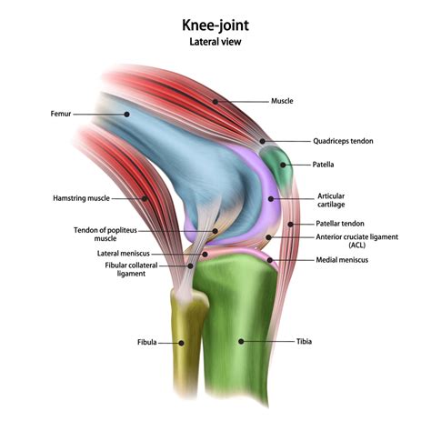 Knee Ligament Injuries: Sprains & Tears - Physical Therapy, Ashburn, VA