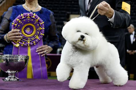 Westminster Dog Show 2024 Winner Best In Show - eba jacklyn