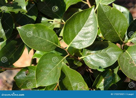 Close-up of Some Persimmon Tree Leaves in Summer Stock Image - Image of ...