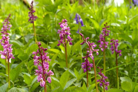 Orchis Mascula Early Purple Orchid IMGP8784 Orchis Mascu Flickr