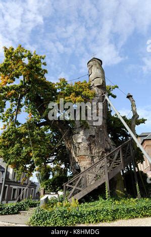 The Oldest Of The Year Old Oak Trees At The Tiergarten Park In