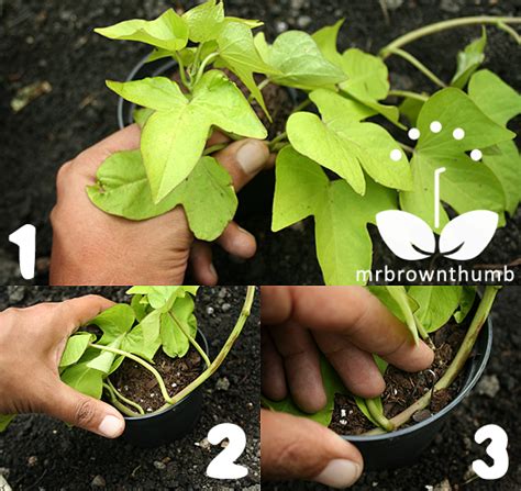 Ornamental Sweet Potato Vine Layering Propagation Mrbrownthumb