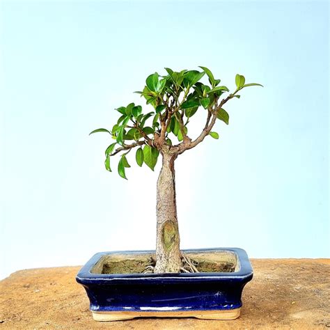 Ficus Microcarpa Bonsai Tree Lones Bonsai