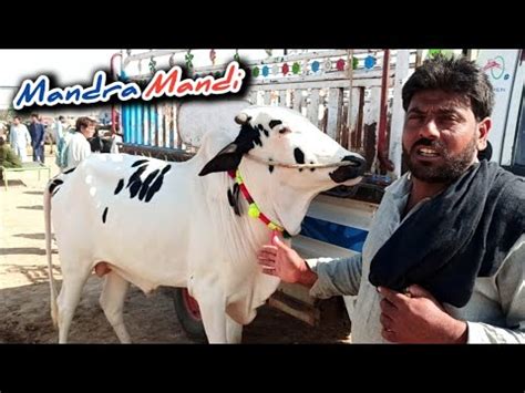 Mandra Mandi Latest Update Ll Dhani Bulls Ll Part Ll Ll