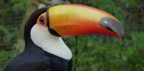 Brazil Bird Life Toucan | Walking Adventures