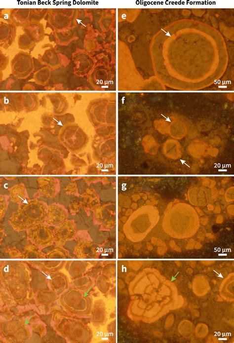 Cathodoluminescence microscopy images of guttulatic microfabrics in the ...