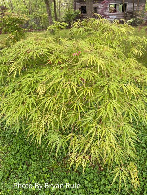 Buy Acer Palmatum Dissectum Autumn Fire Weeping Japanese Maple — Mr