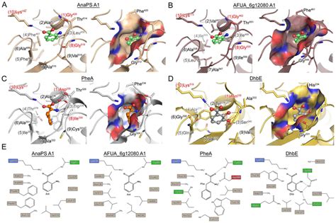 Homology Models And Crystal Structures Of Nrps Adenylation Domains A Download Scientific