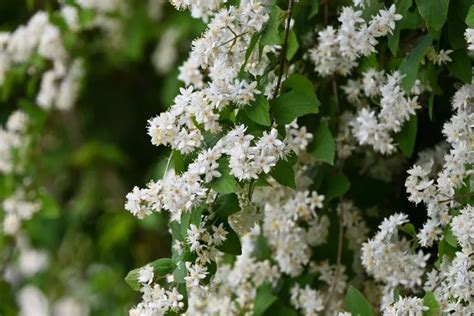 Savez Vous Quand Et Comment Tailler Deutzia Conseils