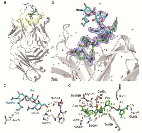 Crystal Structure Of Sn Fab In Complex With Muc Glycopeptide