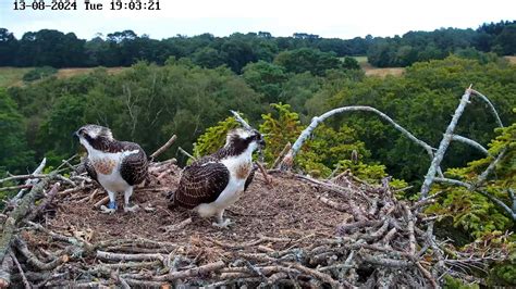 Poole Harbour Osprey Nest Camera Landscape View Youtube