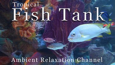 How To Watch And Stream Tropical Fish Tank 2019 On Roku