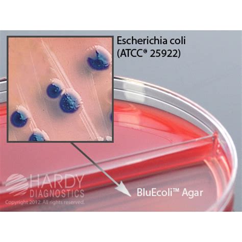 Hardy Diagnostic J123 Dry Culture Media Bluecoli Urine Biplate Biplate