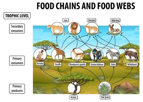 Diagrama Mostrando A Cadeia Alimentar Do Deserto Para A Educa O