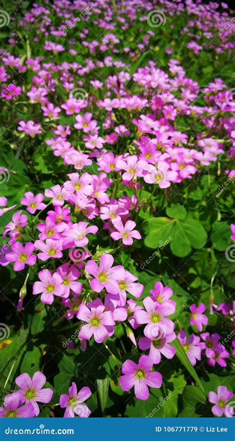 Pink Shamrock Flowers in Bloom Stock Image - Image of green, lovely ...