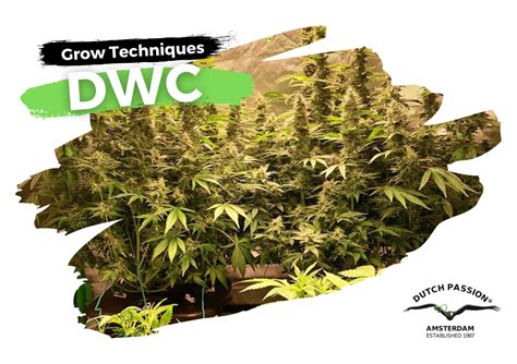 Guide De Culture Du Cannabis En Eau Profonde Dwc Dutch Passion