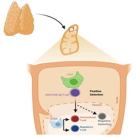 Process Of T Cell Selection In The Thymus Positive Selection Mainly