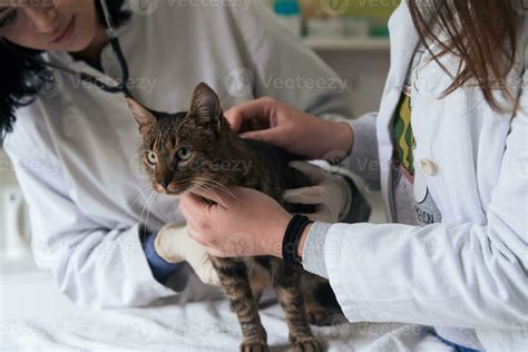 Veterinary Team For Treating Sick Cats Maintain Animal Health Concept