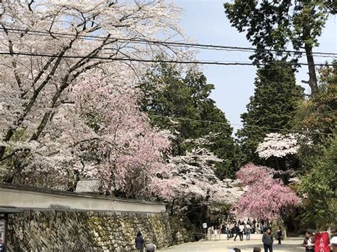 『桜満開 大津 長等公園～三井寺～琵琶湖疎水を歩いてきました。』大津滋賀県の旅行記・ブログ By Olive26さん【フォートラベル】