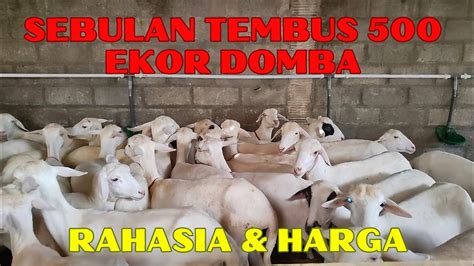 MURAH MERIAHHARGA DOMBA LOKAL BUNTINGAN TEXEL BETINA TEXEL YouTube