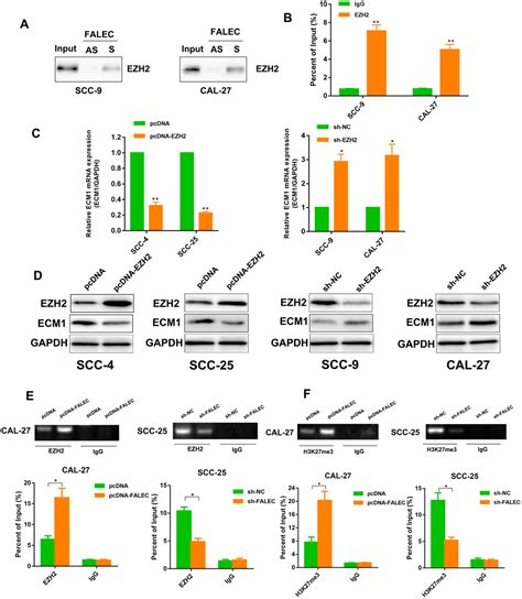 Long Noncoding RNA FALEC Inhibits Proliferation And Metastasis Of