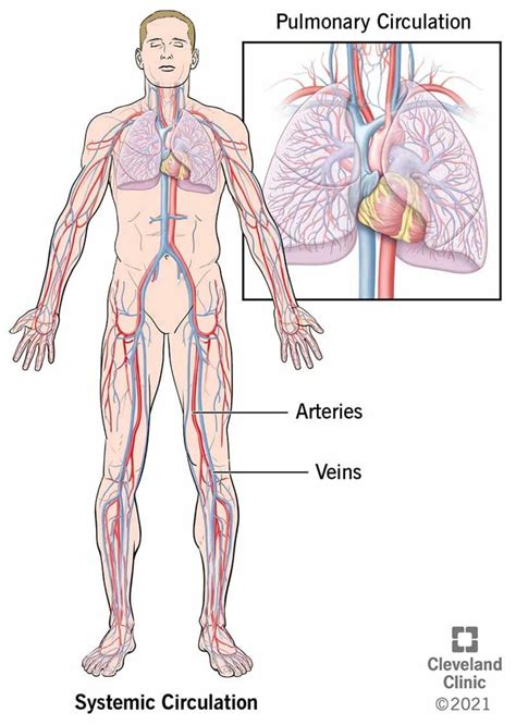 The Association Between Urticaria Hives High Blood Pressure And