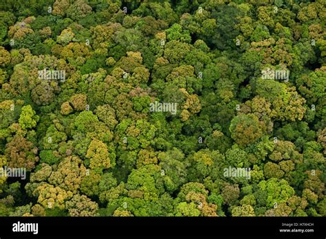 Rainforest, Iwokrama Rainforest Reserve, Guyana Stock Photo - Alamy