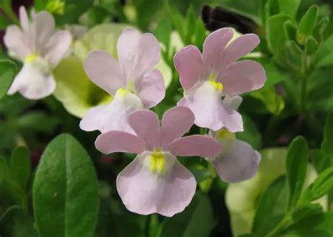 Nemesia (Nemesia) – A to Z Flowers