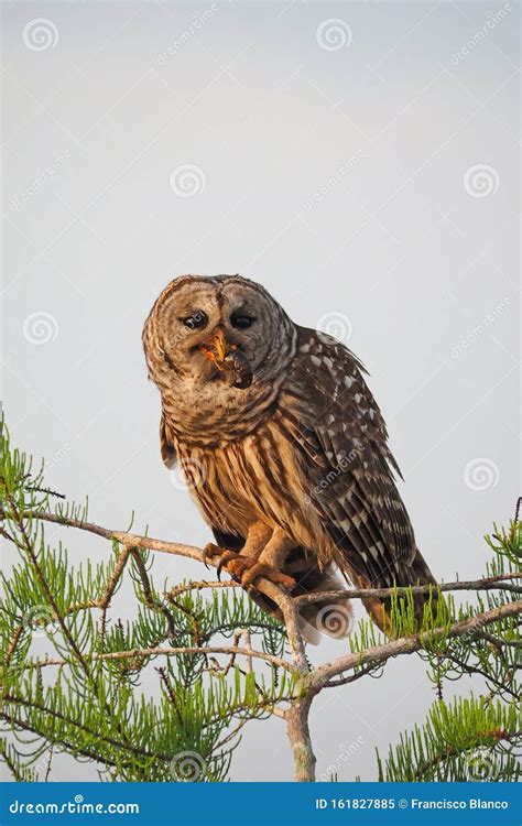 Barred Owl In Cypress Tree Eating Crayfish In Everglades Stock Image