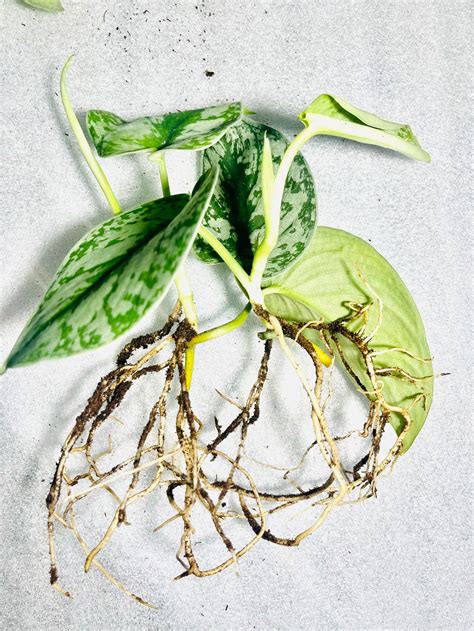 Scindapsus Silver Satin Pothos Low Light Houseplant Variegate Etsy